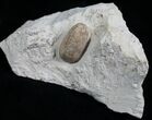Fossil Snake Egg - Bouxwiller, France #5796-1